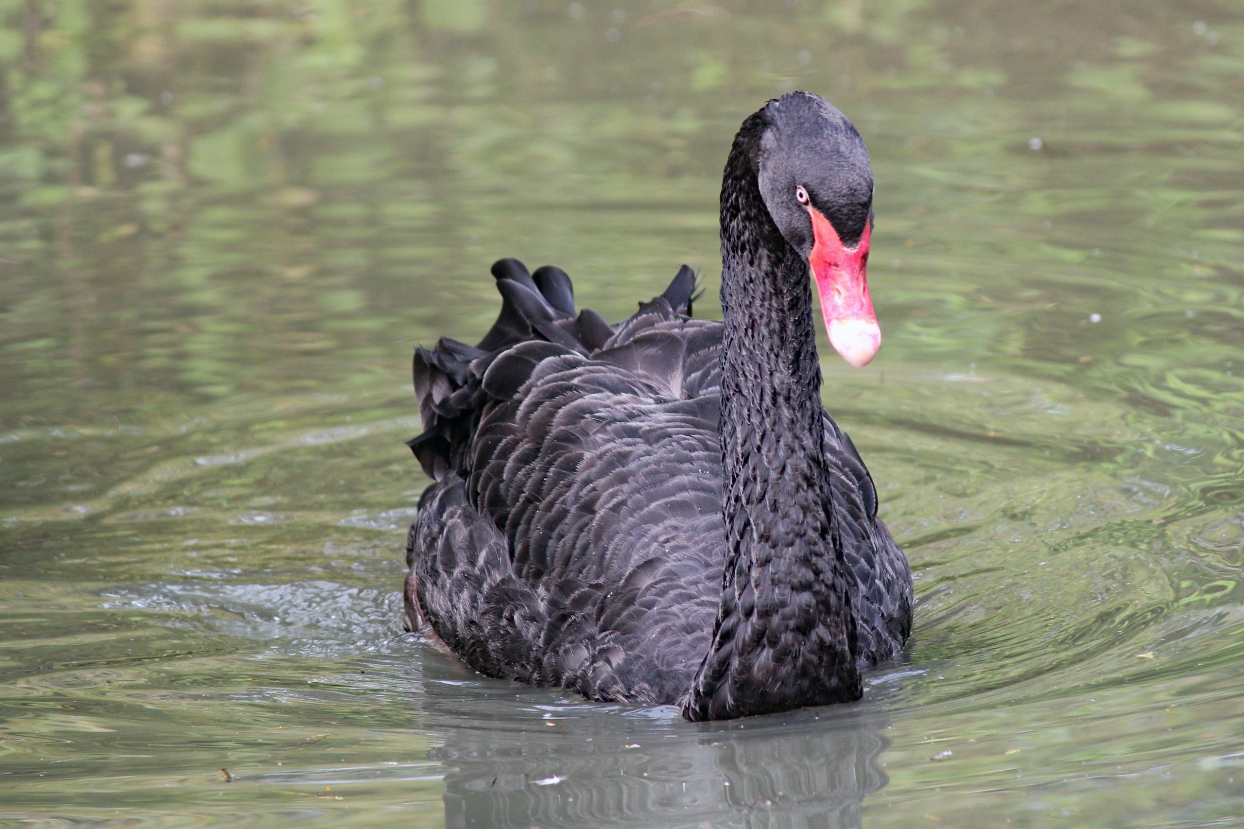 Black Swans, Turkeys and Snooker Balls